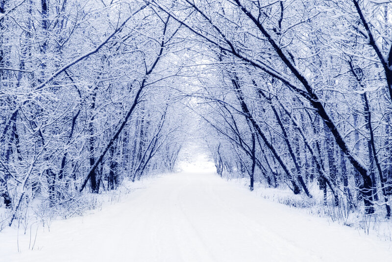 Det är helt magiskt att gå en skogspromenad när det har snöat.